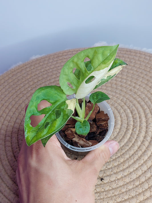 Monstera Monkey Mask(Adansonii) Variegated -1