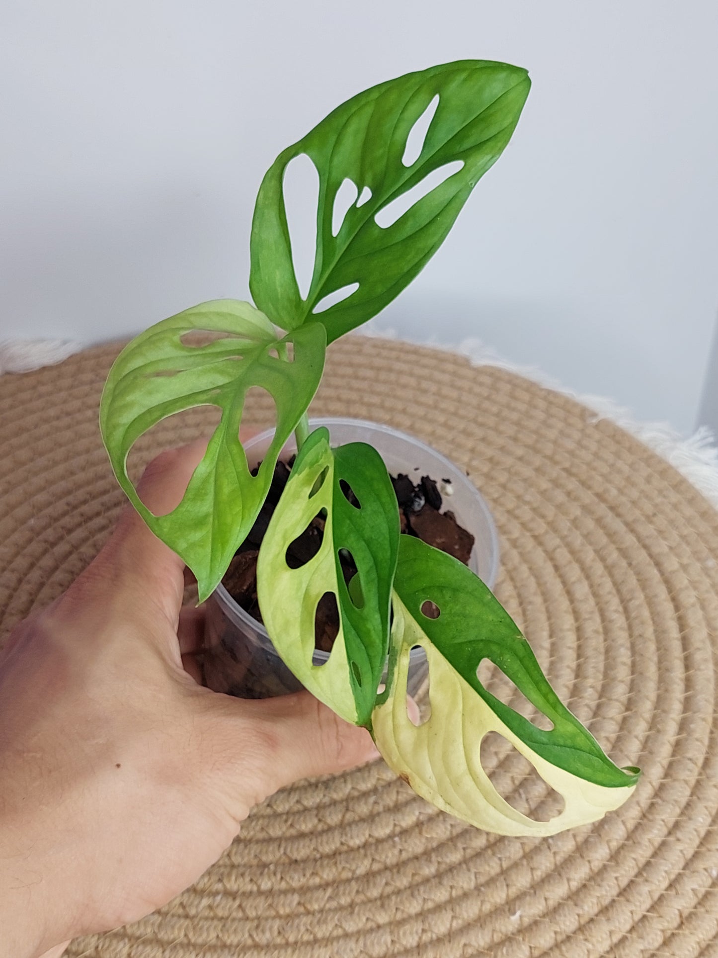 Monstera Monkey Mask(Adansonii) Aurea Variegated A