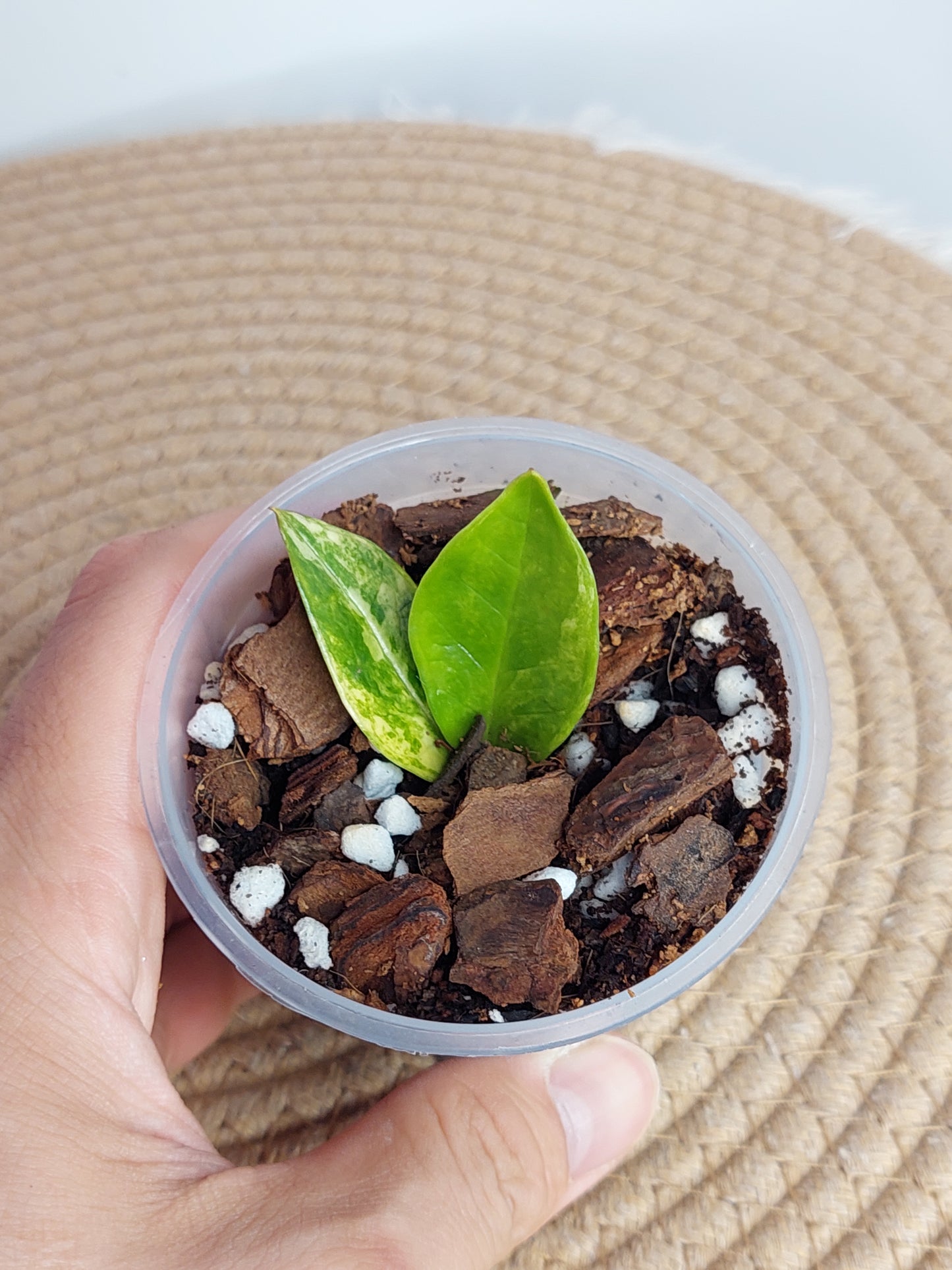 ZZ Plant Variegated A