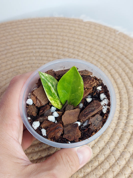 ZZ Plant Variegated A