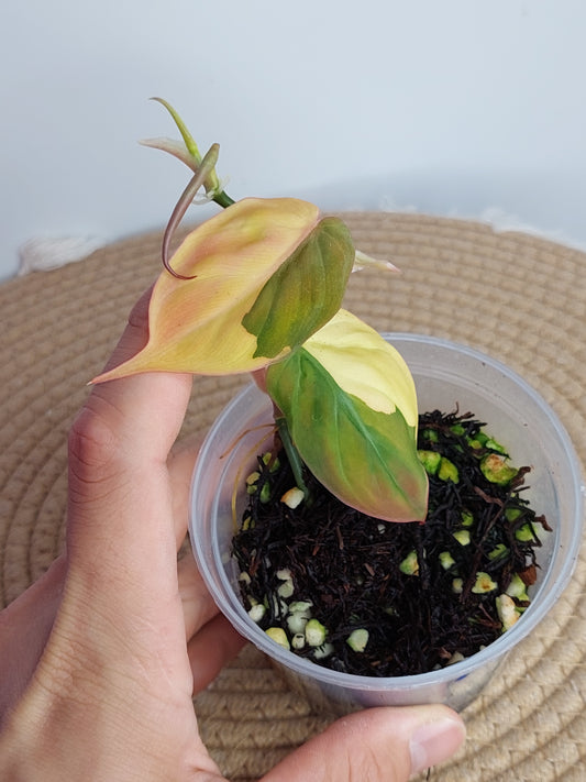 Philodendron Mican Variegated A