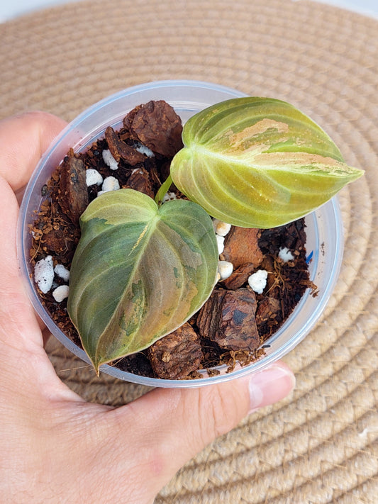 Philodendron Melanochrysum Variegated A