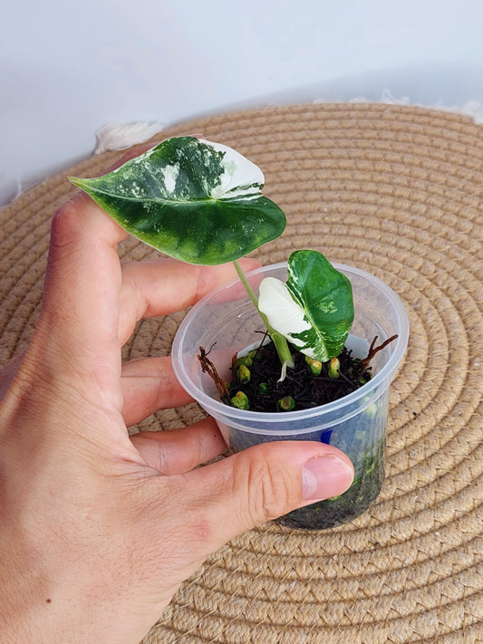 Alocasia Frydek Variegated A