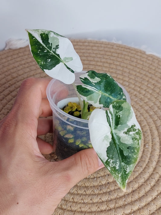 Alocasia Frydek Variegated B