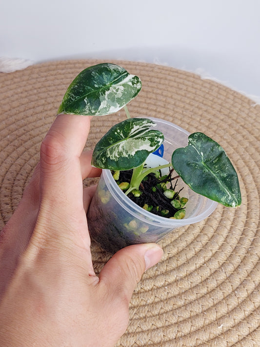 Alocasia Frydek Variegated D