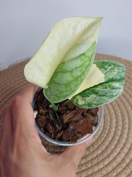 Scindapsus Exotica Variegated A
