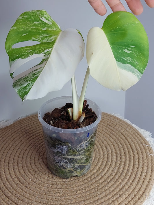 Monstera Borsigiana Albo Variegated A