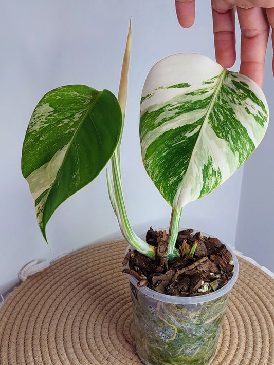 Monstera Borsigiana Albo Variegated B