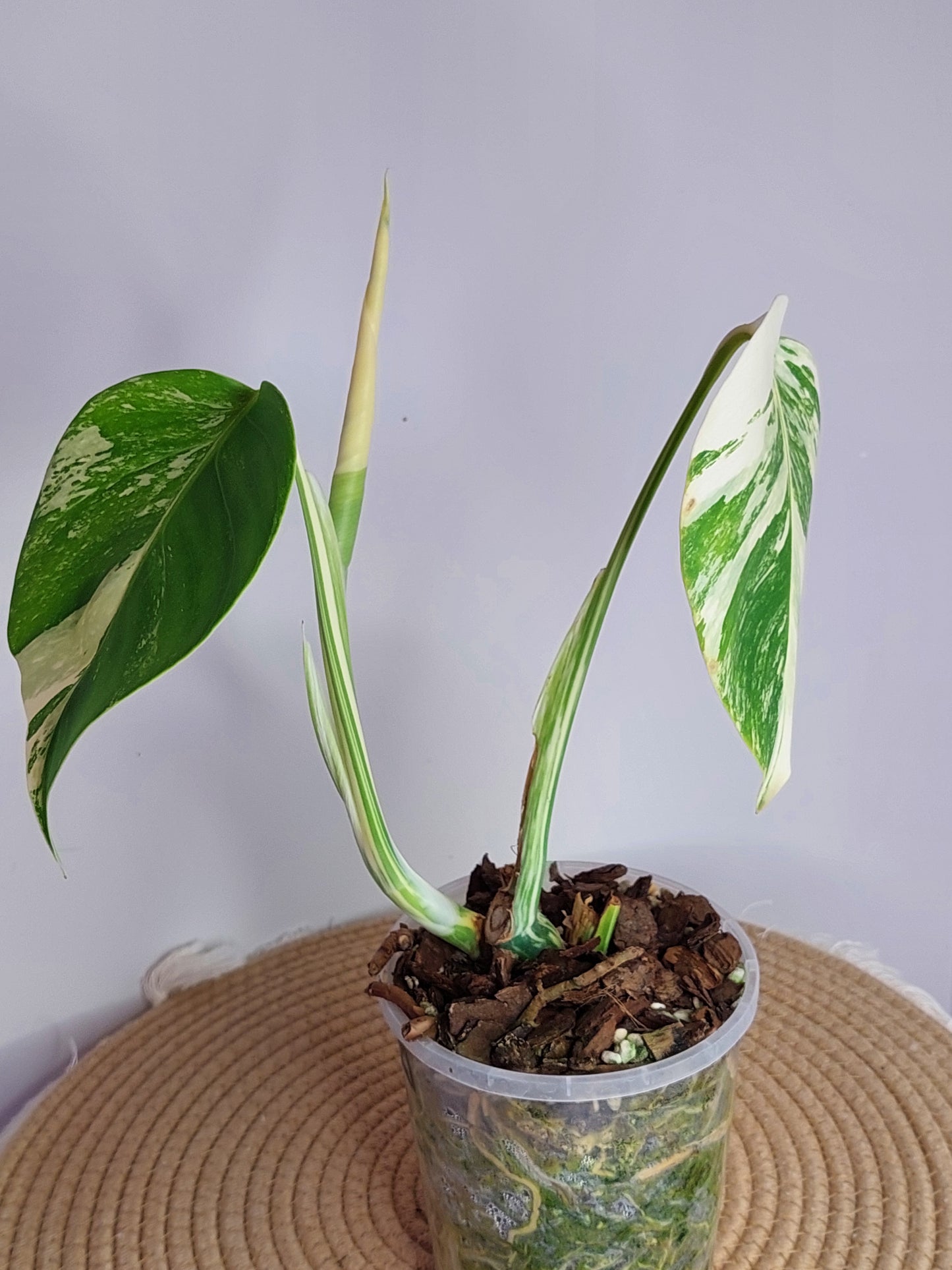 Monstera Borsigiana Albo Variegated B