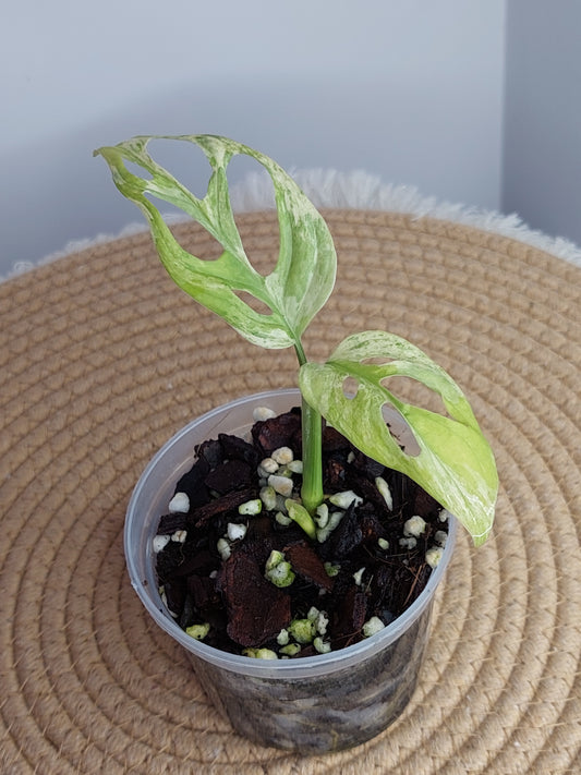 Monstera Adansonii Mint - A