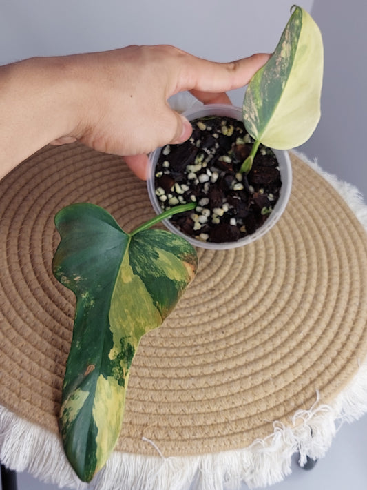 Philodendron Bipennifolium Variegated - A