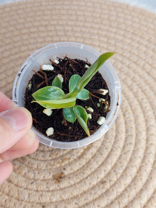 Philodendron Spiritus Sancti - A