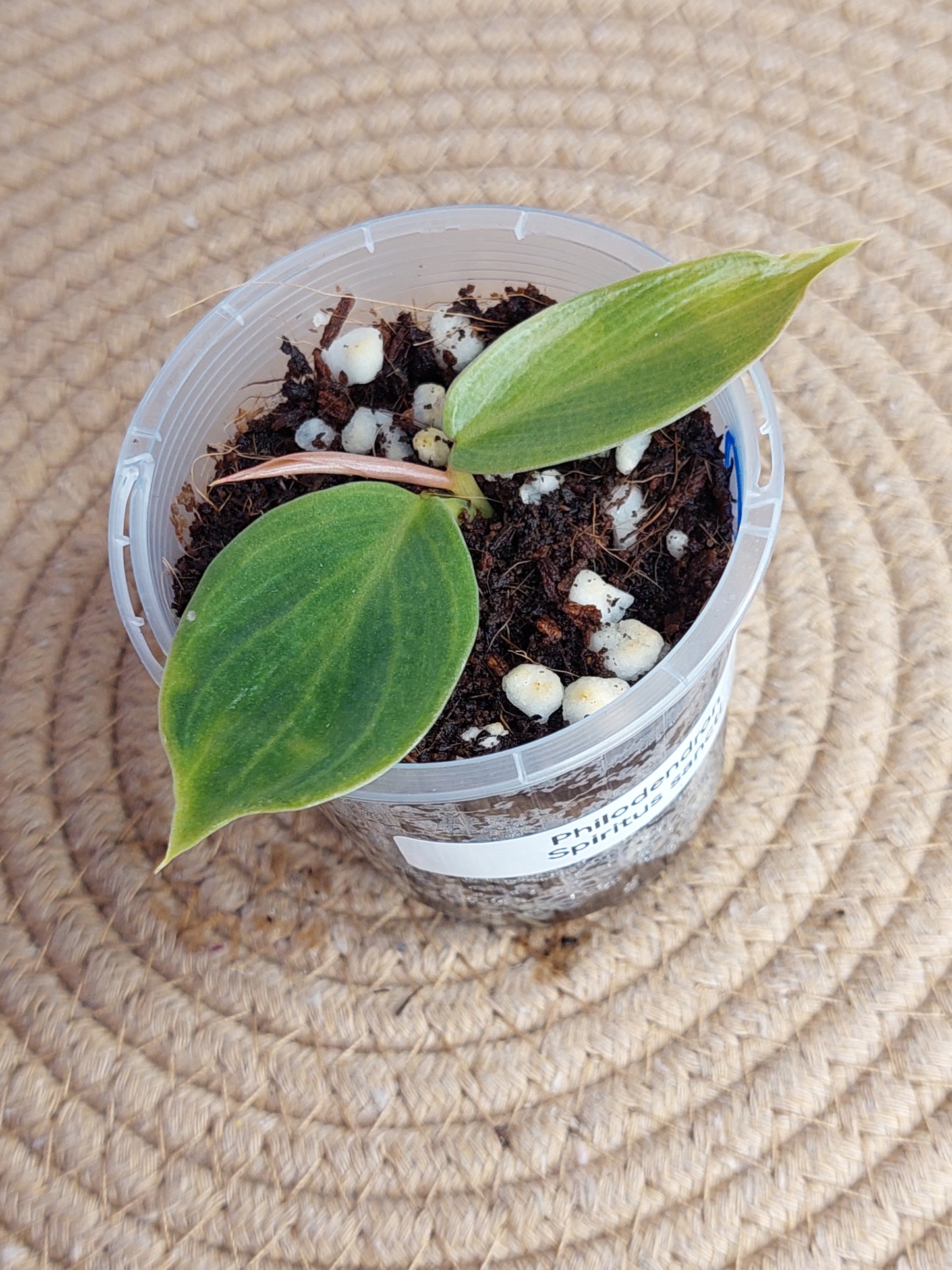 Philodendron Spiritus Sancti - B
