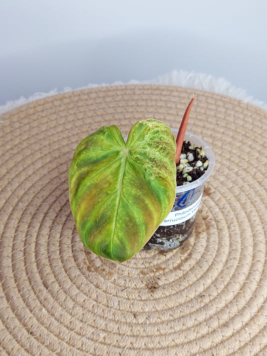 Philodendron Verrucosum Variegated - A