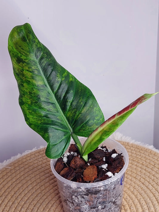 Philodendron Subhastatum Variegated - A