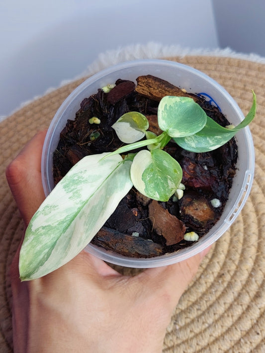 Philodendron Silver Sword Variegated - A