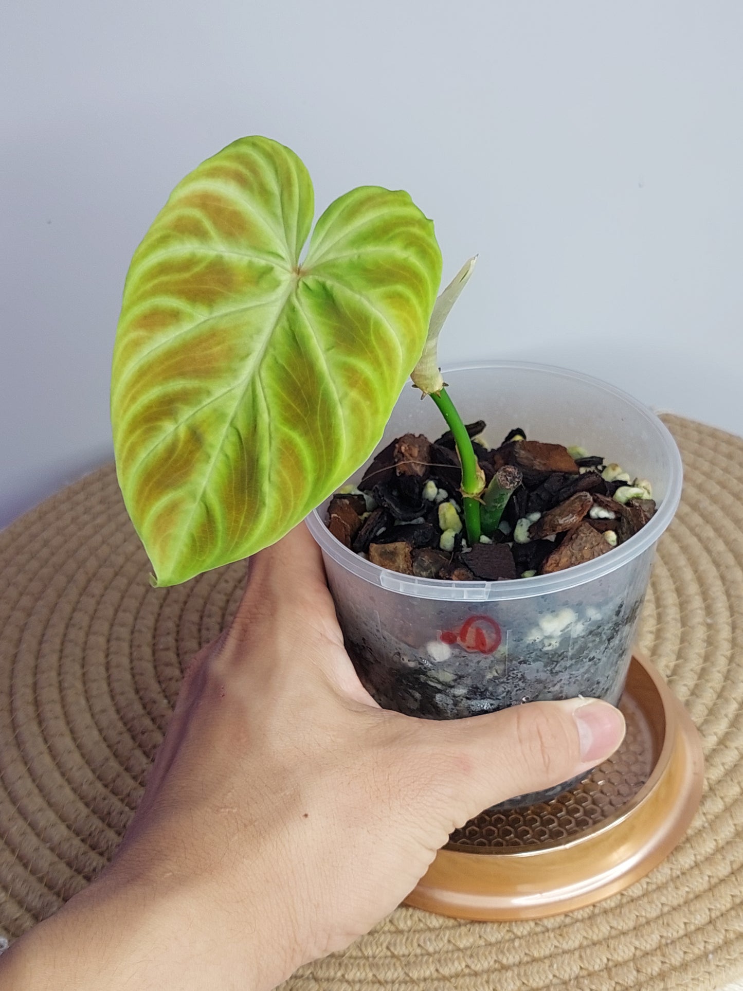 Philodendron Verrucosum _ 1
