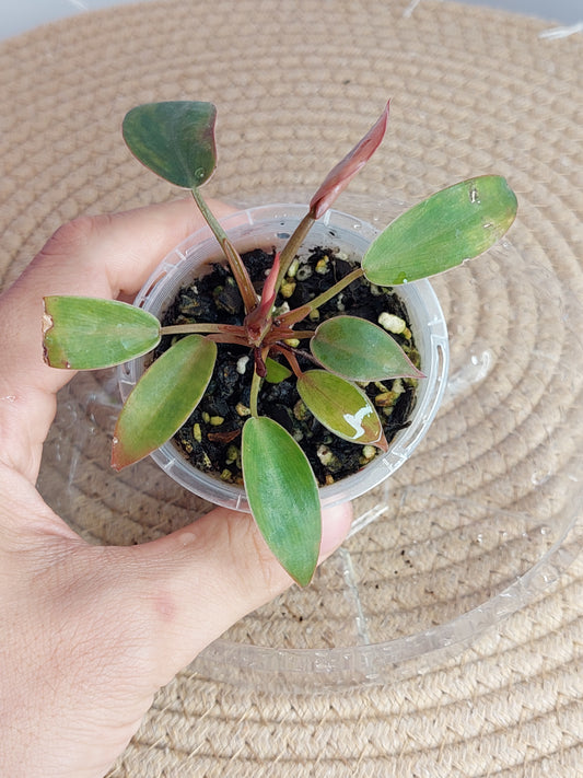 Philodendron Florida Bronze 1