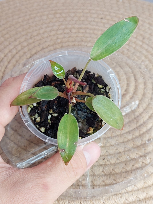 Philodendron Florida Bronze 2