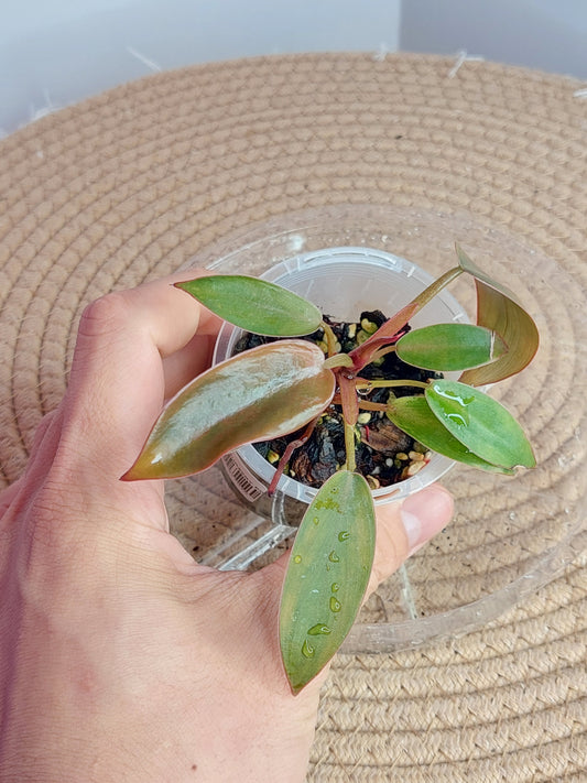 Philodendron Florida Bronze 3