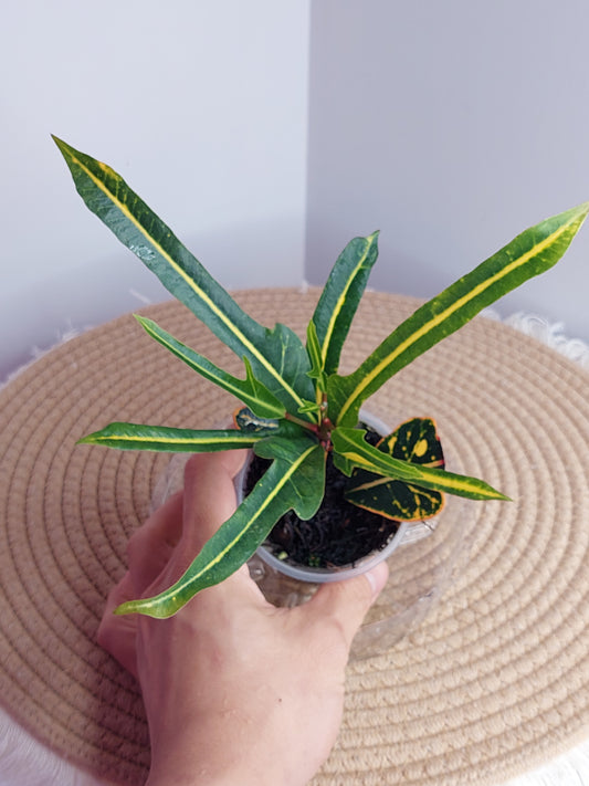 Croton Arrowhead 2