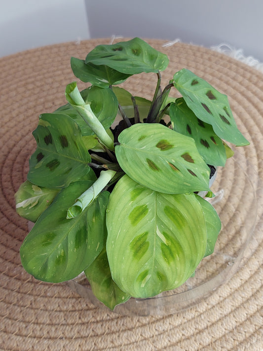 Prayer Plant(Maranta) Variegated 1