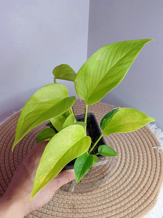 Epipremnum Neon 2