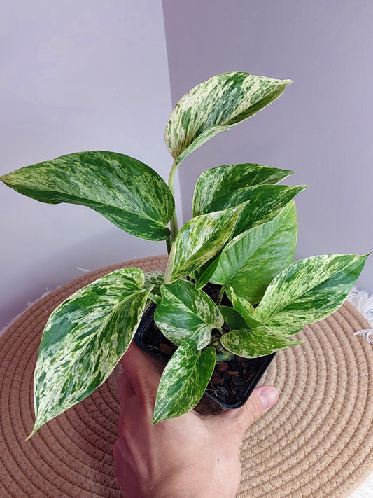Epipremnum Marble queen 1