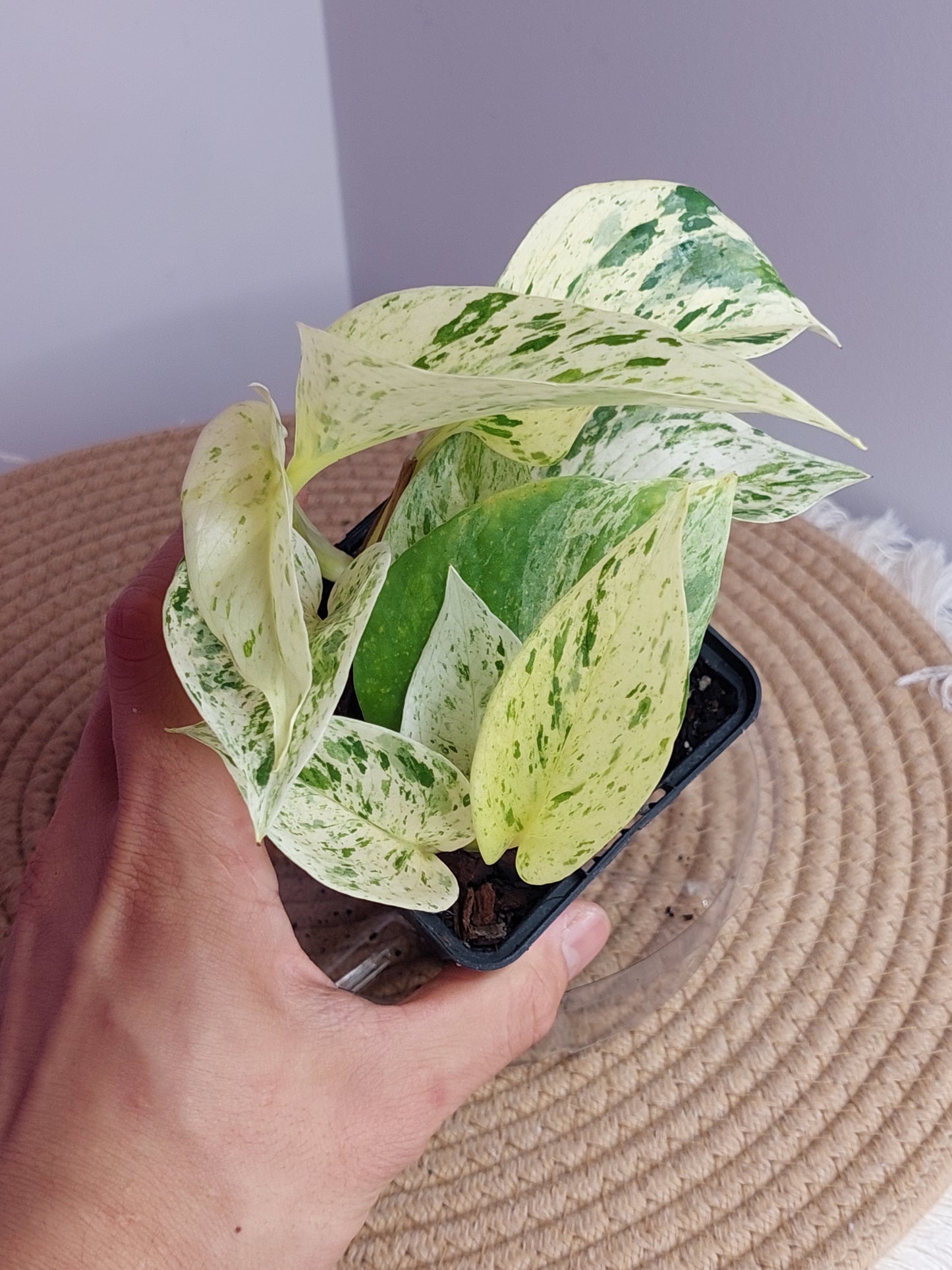 Epipremnum Marble queen 2