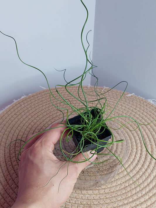 Juncos Spiralis 1