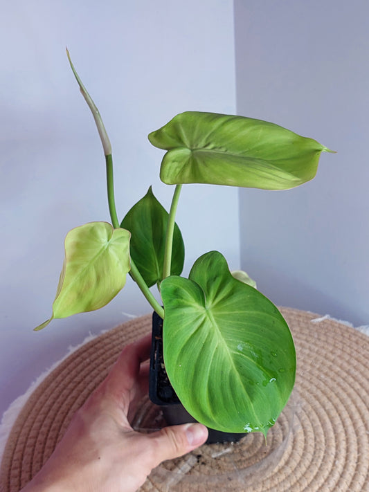 Philodendron Camposportoanum 1