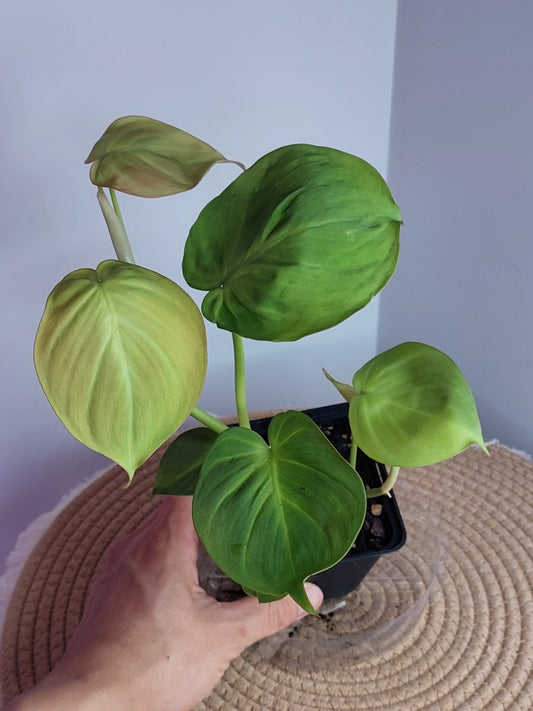 Philodendron Camposportoanum 2