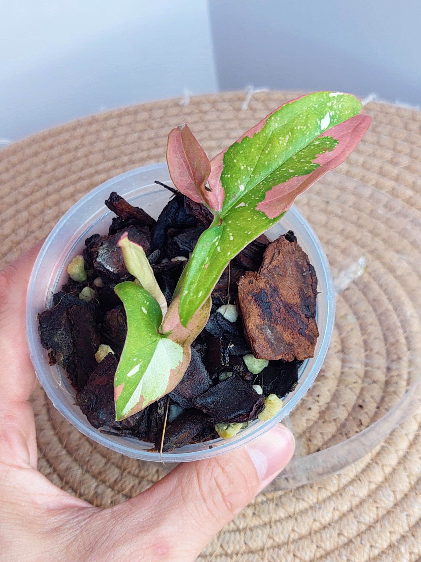 Syngonium Red Spot Tricolour 2