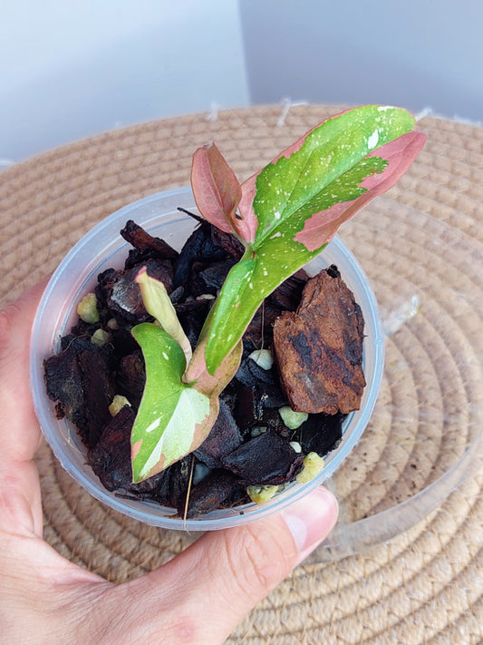 Syngonium Red Spot Tricolour 2
