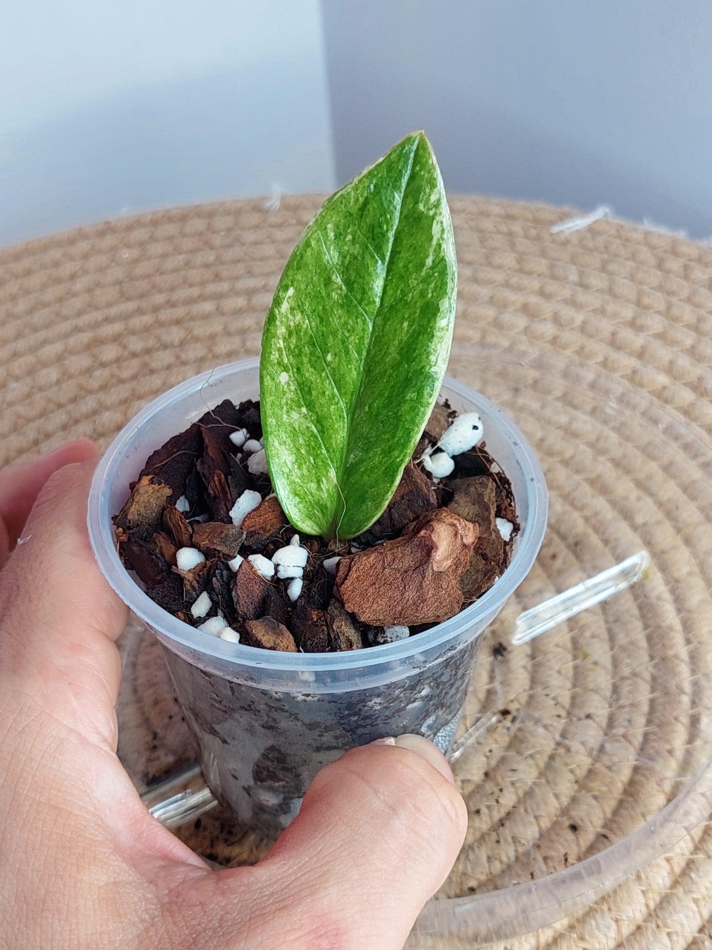 ZZ plant variegated 1