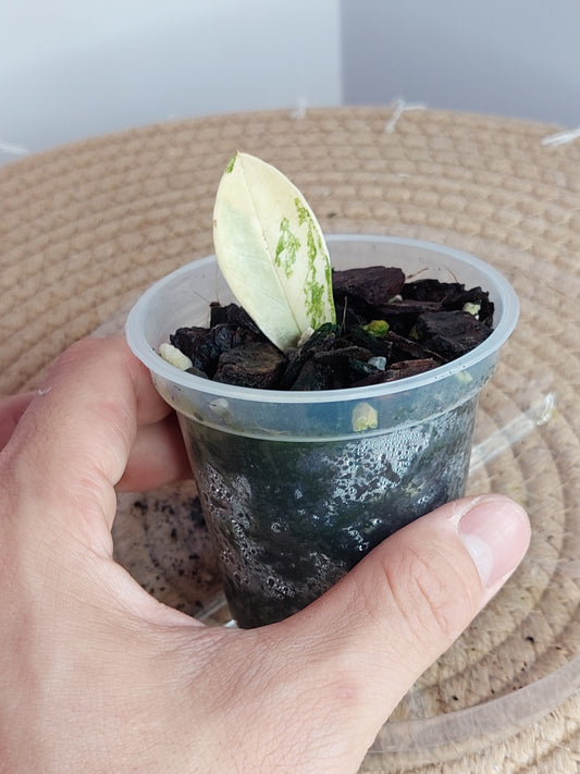 ZZ plant variegated 3