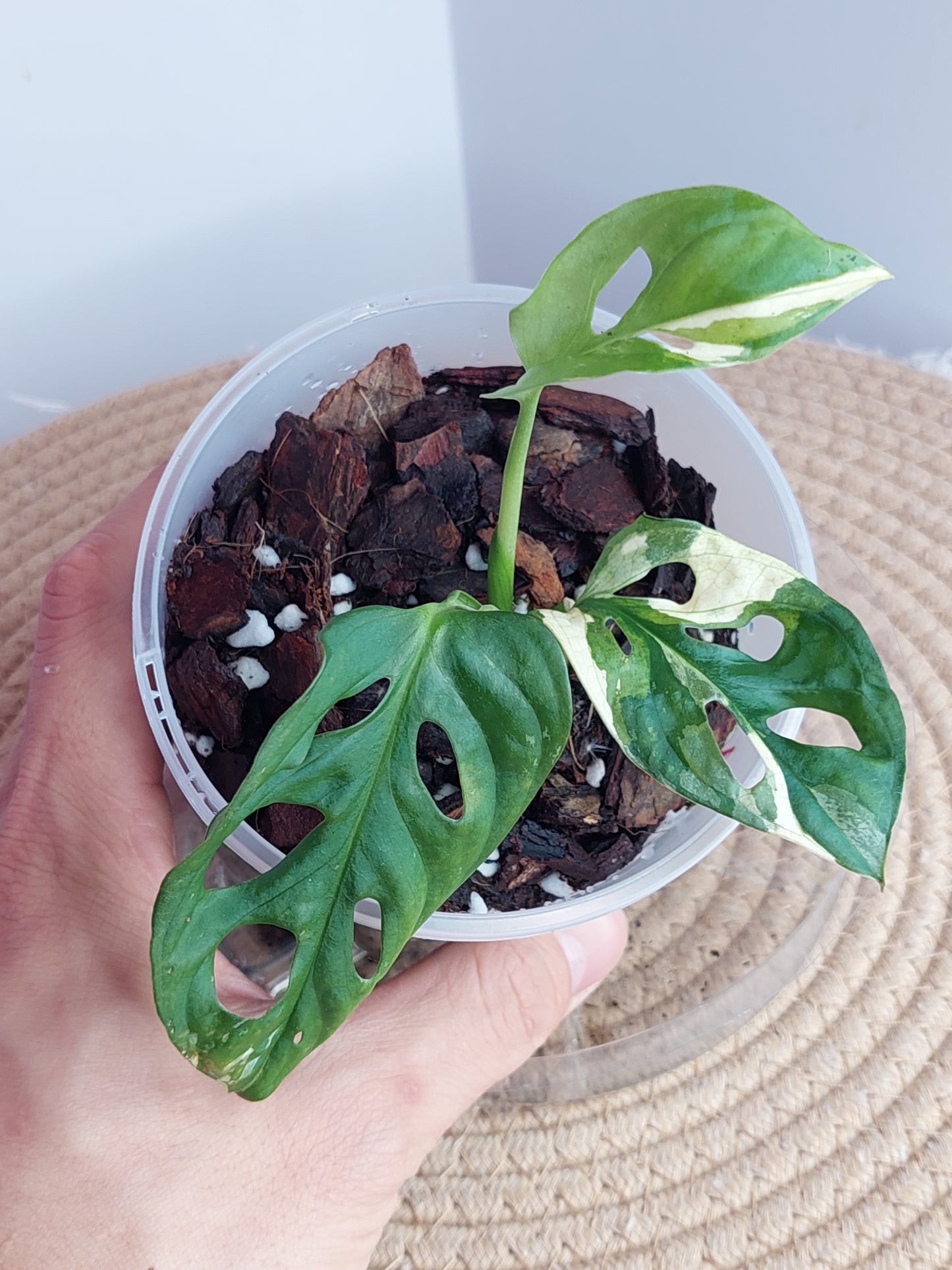 Monstera Monkey Mask(Adansonii) Variegated 1
