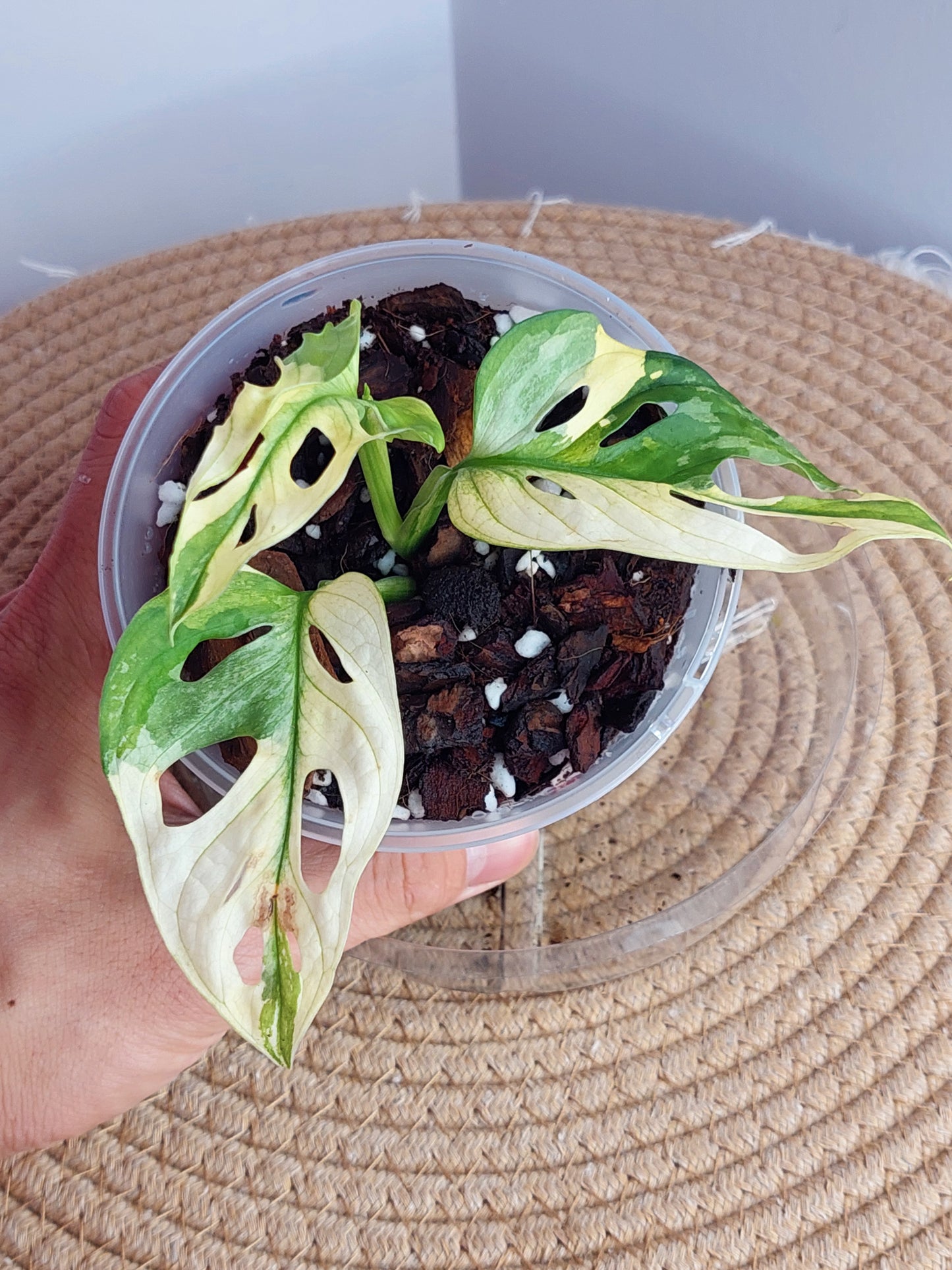 Monstera Monkey Mask(Adansonii) Variegated 2