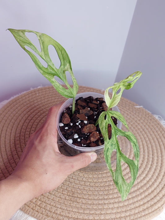 Monstera Adansonii Mint 1