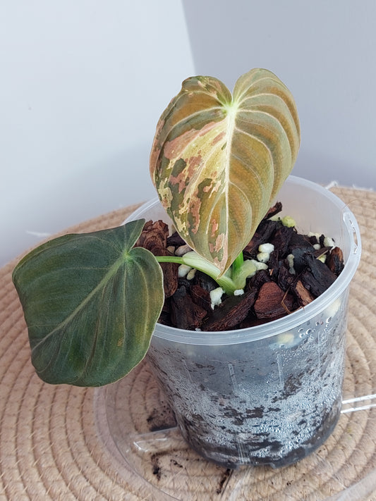 Philodendron Melanochrysum Variegated 1