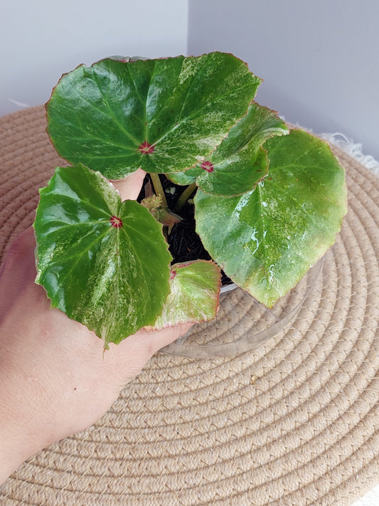 Begonia Rouge Variegated 1