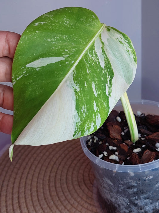 Monstera Borsigiana Albo Variegated 1