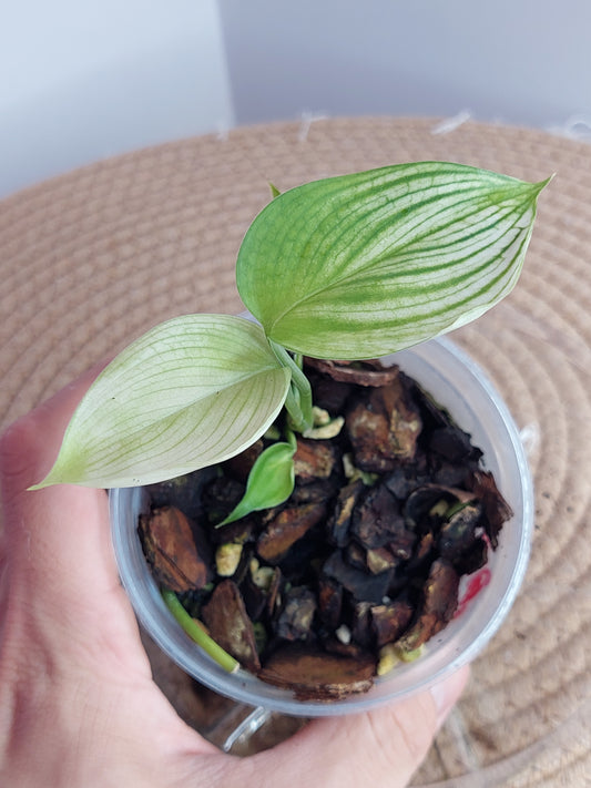 Scindapsus White Monster 2