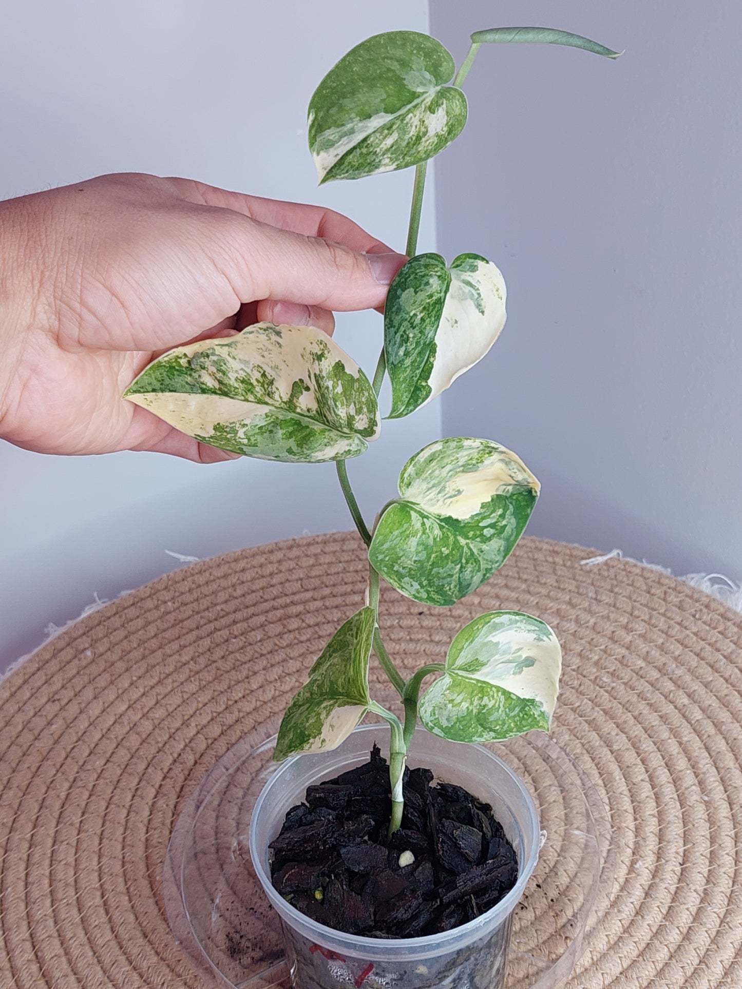 Scindapsus Mangurai Variegated 1