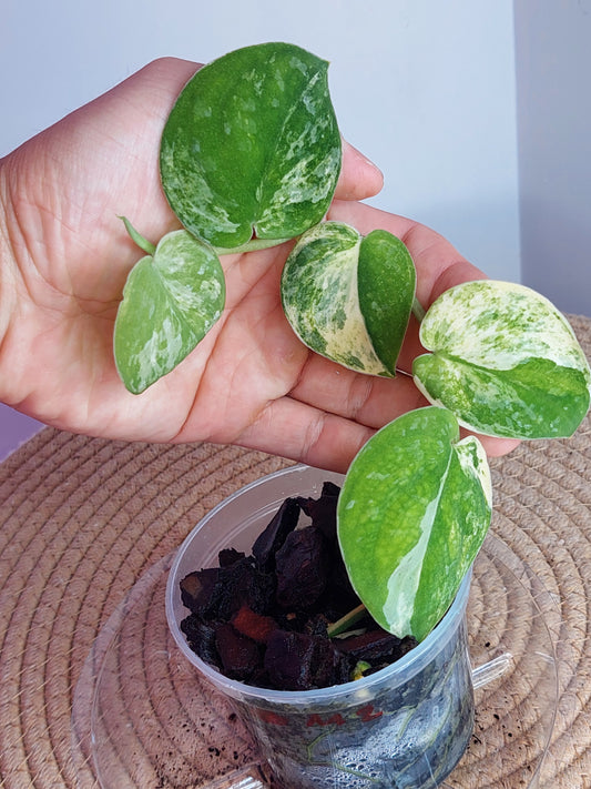 Scindapsus Mangurai Variegated 2