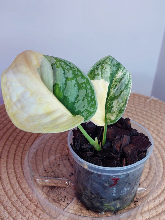 Scindapsus Exotica Variegated 3