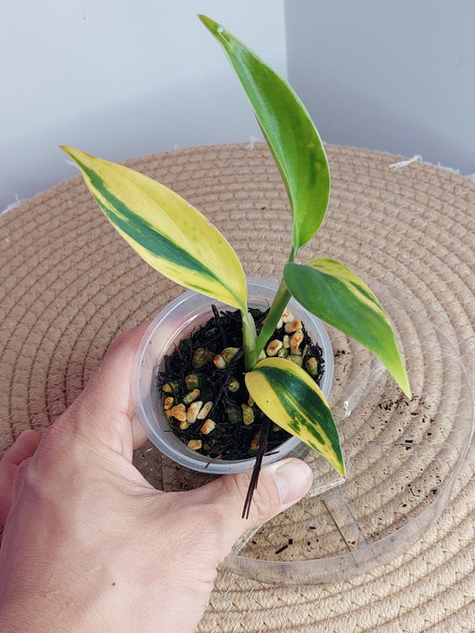 Scindapsus Coriaceus Aurea 1