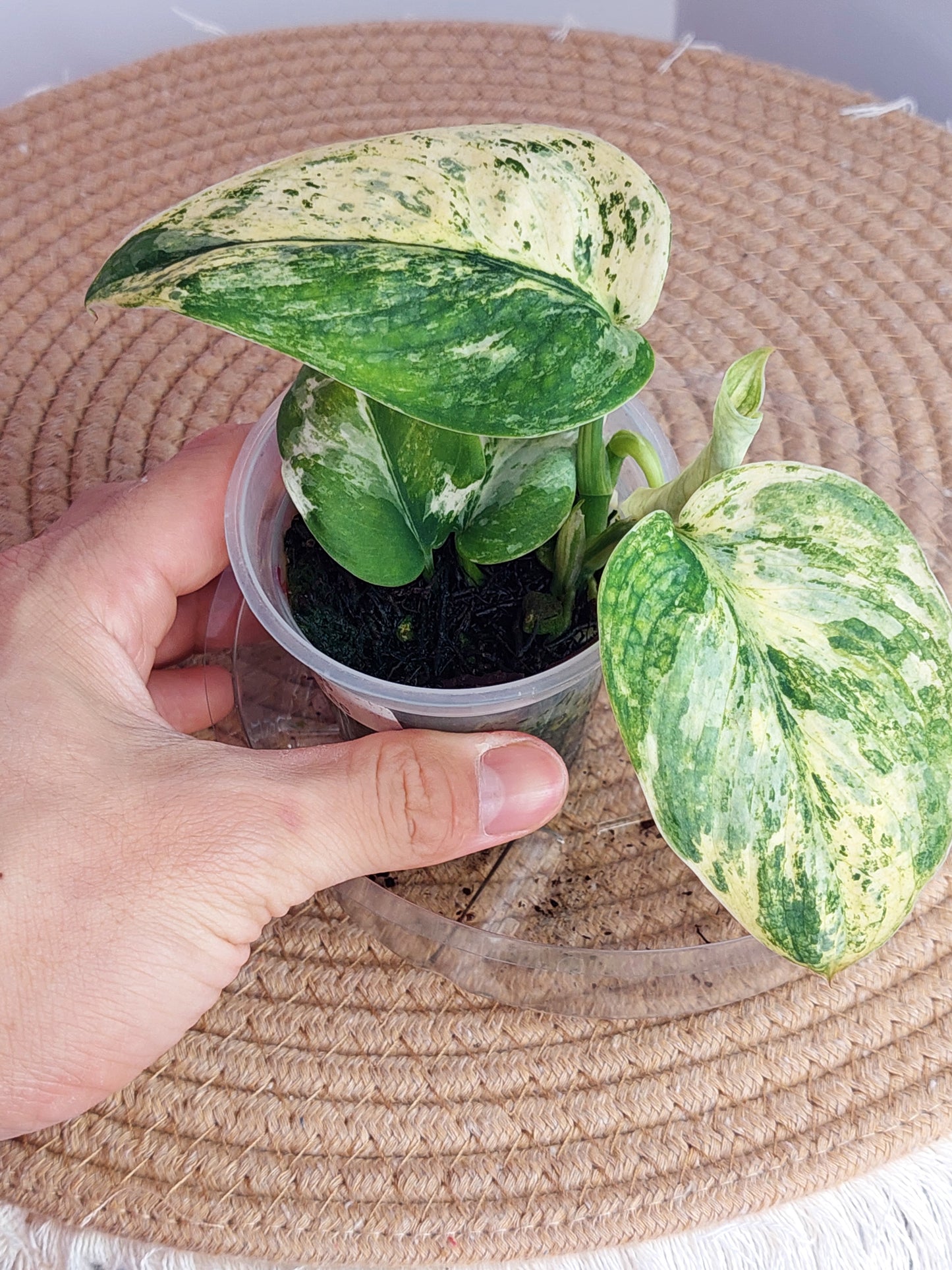 Scindapsus Creme Brulee Variegated 2