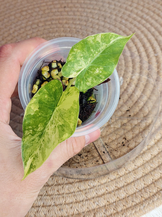 Alocasia Gageana Aurea Variegated 2