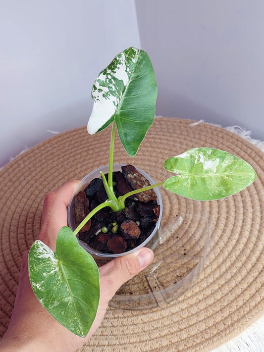 Alocasia Macrorrhiza Variegated 1